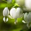 Dicentra Alba - Bleeding Heart - 75mm BIGGER Size 1 Dicentra Alba - Bleeding Heart - 75mm BIGGER Size -Bloom Field Shop white dicentra flowers 1
