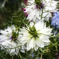 Nigella Miss Jekyll White - Love In A Mist - Seed -Bloom Field Shop white nigella