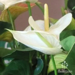 Anthurium White Winner 17 Anthurium White Winner -Bloom Field Shop white winner new spadix colour