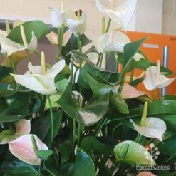 Anthurium White Winner 18 Anthurium White Winner -Bloom Field Shop white winner plant flowering
