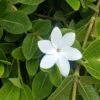 Gardenia White Star 1 Gardenia White Star -Bloom Field Shop white star 1 2