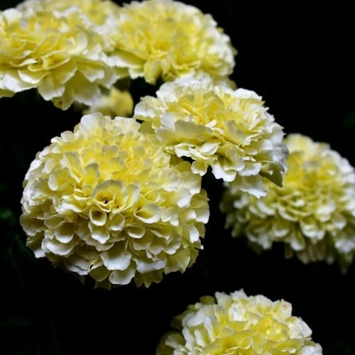 Marigold Kilimanjaro White - Seed 5 Marigold Kilimanjaro White - Seed - Image 3