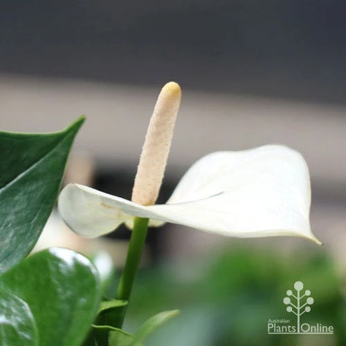 Anthurium White Winner 4 Anthurium White Winner - Image 2