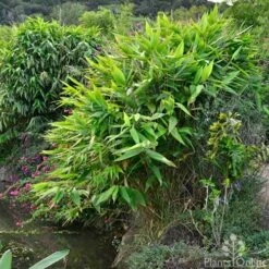 Tiger Grass - Thysanolaena -Bloom Field Shop whole plant 4