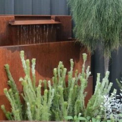 New Arrival 17 Adenanthos - Woolly Bush