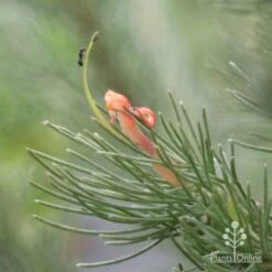 New Arrival -Bloom Field Shop woollybush and ant 500