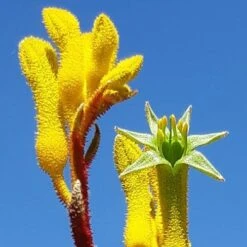Anigozanthos Yellow Gem - Kangaroo Paw -Bloom Field Shop yellow gem paw