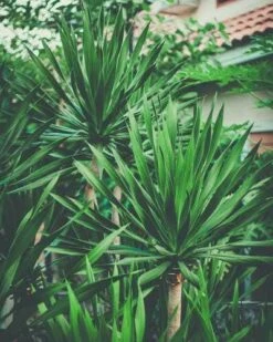 Yucca Elephantipes - Soft-tip Yucca -Bloom Field Shop yucca clump small