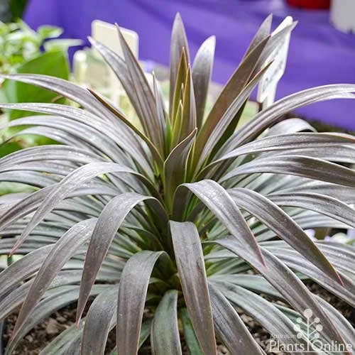 Yucca Desmetiana 5 Yucca Desmetiana - Image 3