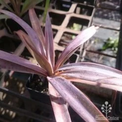 Yucca Desmetiana 11 Yucca Desmetiana -Bloom Field Shop yucca desmet