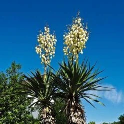 Yucca Elephantipes - Soft-tip Yucca