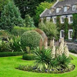 Yucca Elephantipes - Soft-tip Yucca -Bloom Field Shop yucca variegated in formal garden