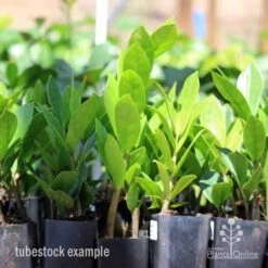 Zamioculcas Zanzibar Gem - ZZ Plant -Bloom Field Shop zamioculcas tubes