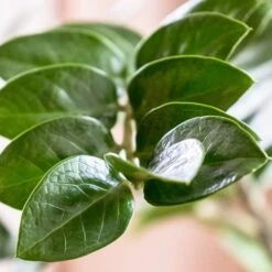 Zamioculcas Zanzibar Gem - ZZ Plant -Bloom Field Shop zanzibar leaf closeup